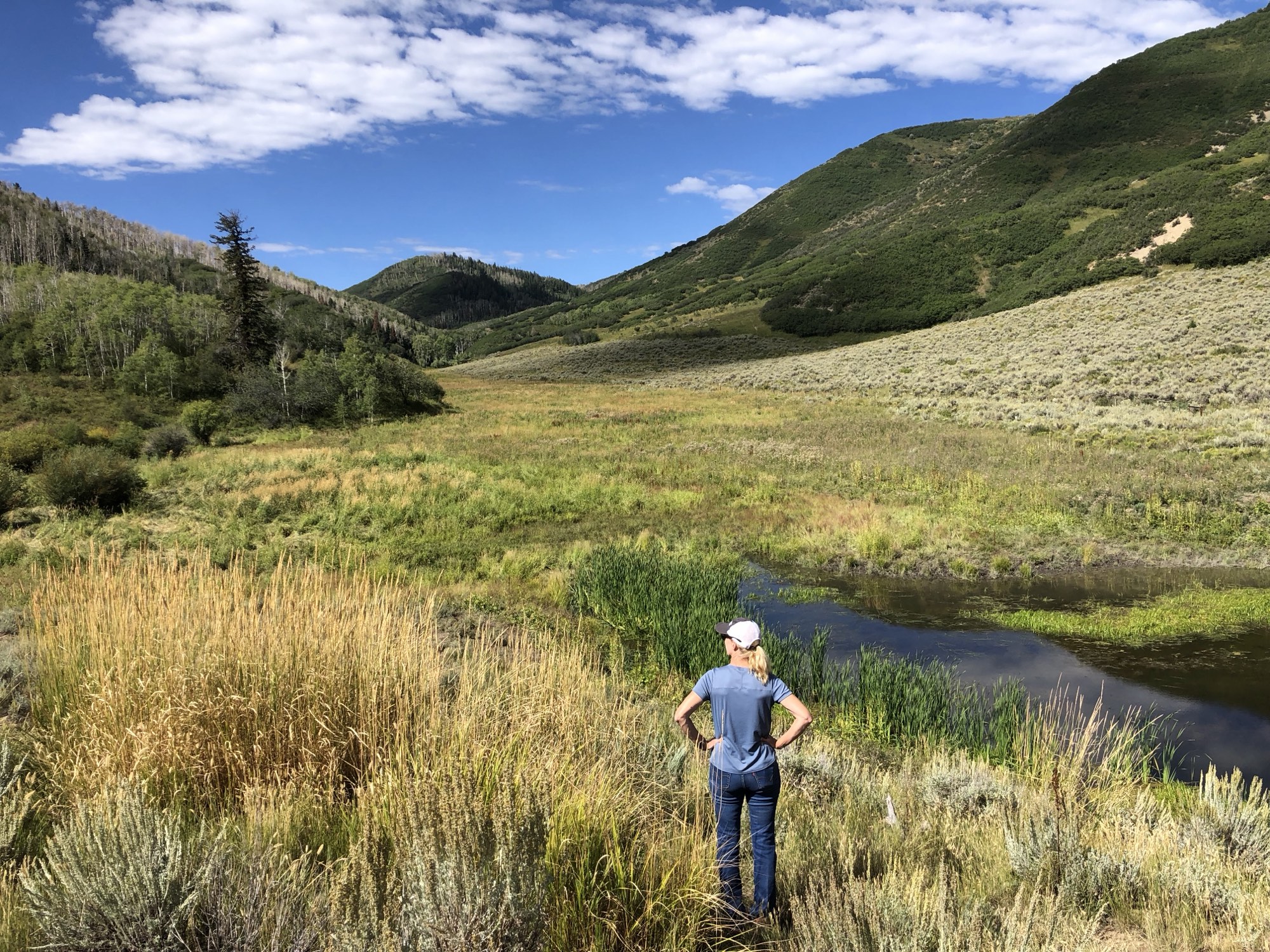 A creek winding through a grassy valley below aspen and sage-covered hills